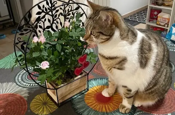Chat perdu, Cepoy, photo: Chatte tigrée Zoé perdue à Cepoy