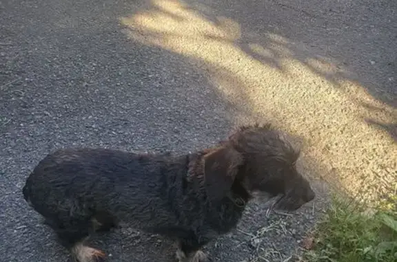 Chien chocolat craintif perdu à Châtillon - photo