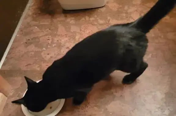 Lost and found pets Woodinville, photo: Found Young Black Cat in Woodinville
