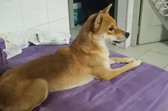 Found Shiba Inu: No Collar, CV...