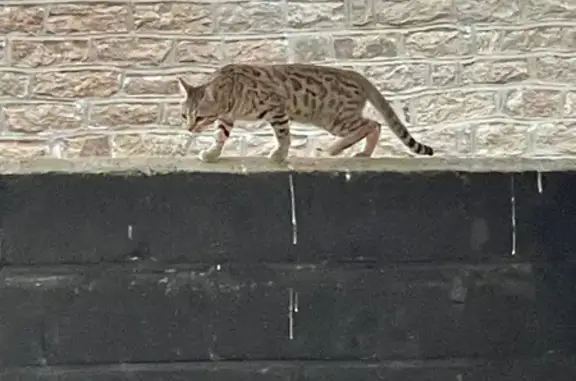 Animaux trouvés Concarneau, photo: Chat Bengal trouvé Rue Henri Cevaer