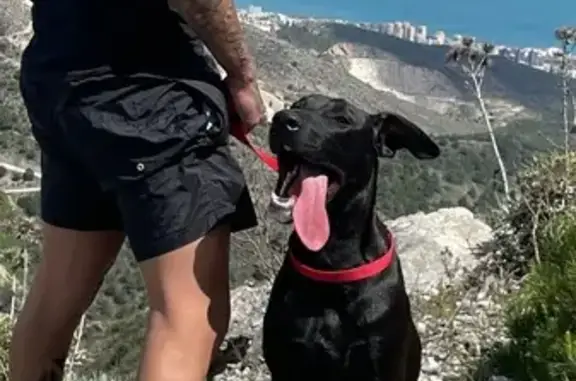 Cachorro negro perdido en Bena...