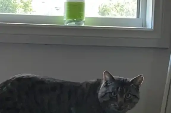 Lost Cat: Timid Gray & Black in Tea Tree
