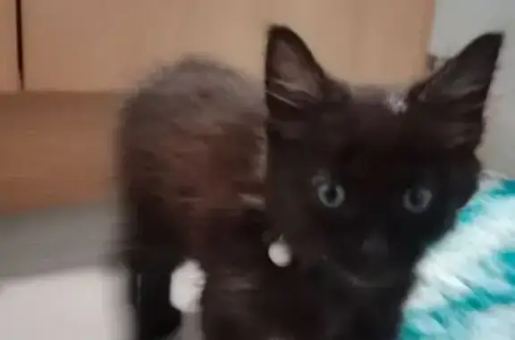 Found cat Adelaide, photo: Found: Cuddly Kitten Near Fraser Ave