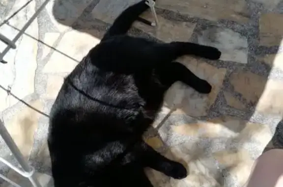 Chat perdu, Villiers-Saint-Fréderic, photo: Chatte noire perdue Rue Pasteur, Villiers