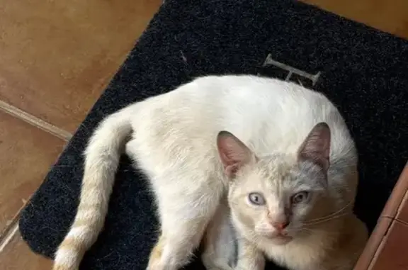 Gato encontrado Dos Hermanas, foto: Gato Joven y Cariñoso Busca Hogar Seguro