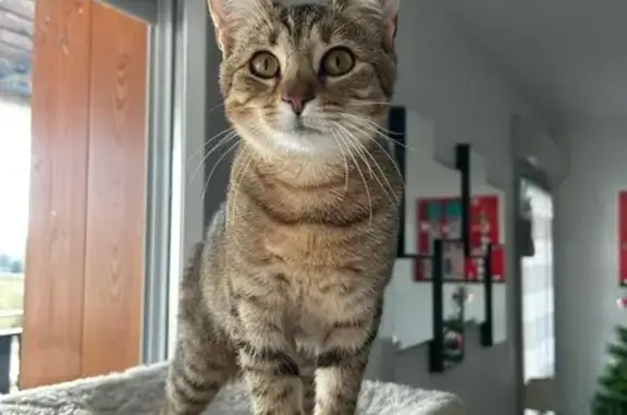 Chatte perdue: marron tigré, menton blanc - photo