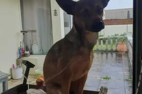 Chien perdu Saint-Junien, photo : Pinscher Roxy perdue, craintive à St-Junien