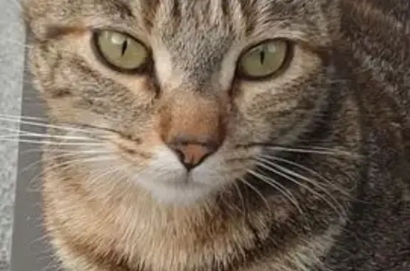 Perle, chatte tigrée perdue à Challans - photo
