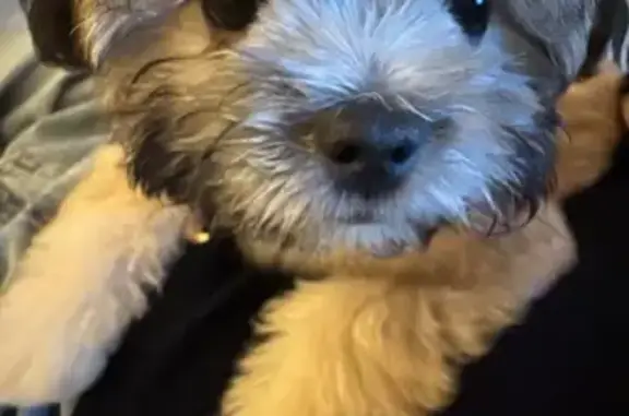 Friendly Fluffy Dog Lost on Northumberland