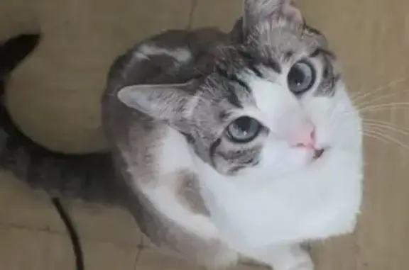 Chat perdu, Bram, photo: Chatte perdue, 3 ans, grise et blanche, Bram