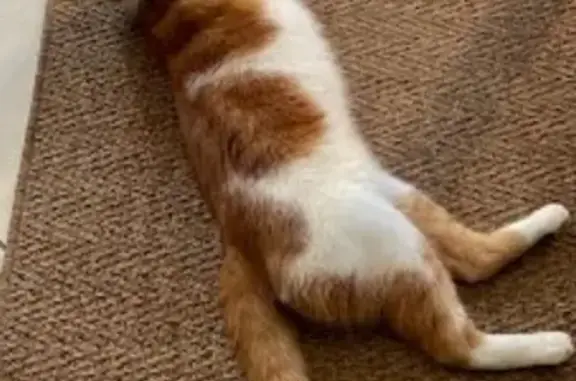 Animaux perdus , photo: Chat mâle castré perdu à Beauvais