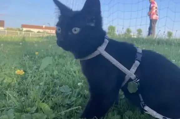 Chat perdu, Aurillac, photo: Chaton noir perdu à Aurillac