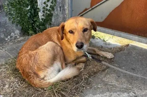 Animaux trouvés , photo: Chien beige trouvé Rue du Marquis Sérigny
