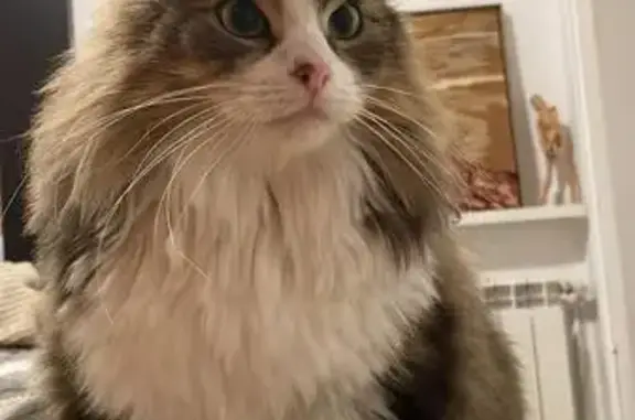 Gata Perdida: Pelaje Largo y T...