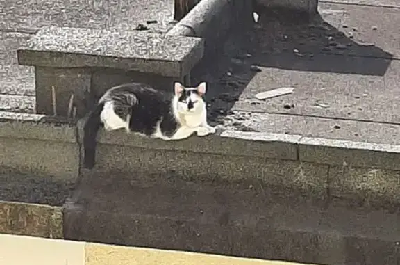 Chat trouvé Caen, photo: Chat noir et blanc trouvé, très câlin à Caen