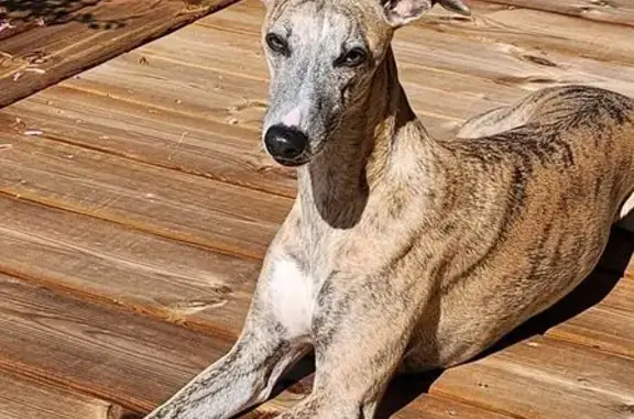 Whippet femelle perdue à Vierzon - photo