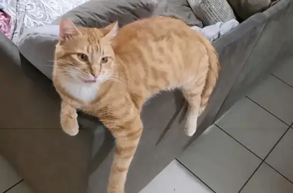 Cosmo, chat roux perdu, câlin et pucé - photo