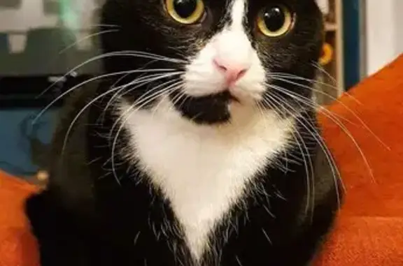 Chat perdu, Coudekerque-Branche, photo: Chatte perdue, noire et blanche, peureuse