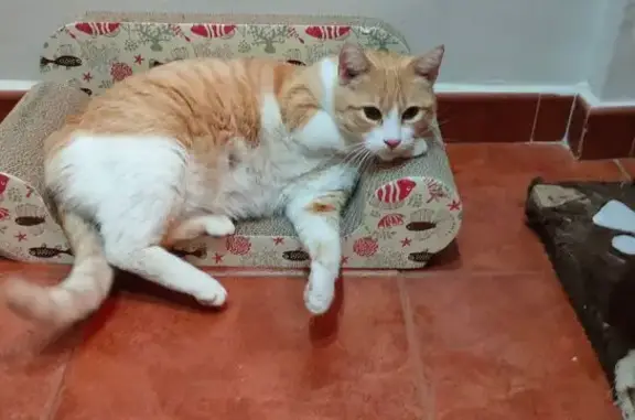 ¡Gato Perdido! Naranja y Blanc...