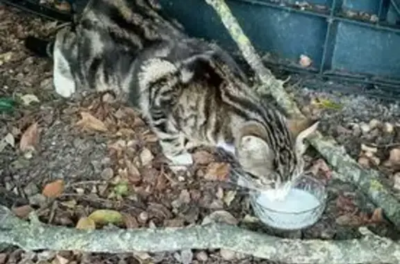Chat trouvé , photo: Chat trouvé sous un arbre à Nointel