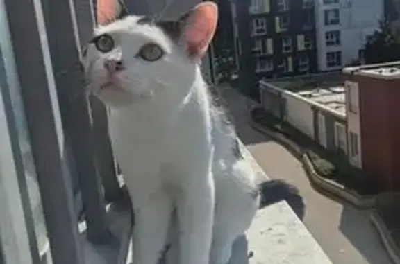 Animaux trouvés Amiens, photo: Chat blanc tacheté noir câlin trouvé à Amiens