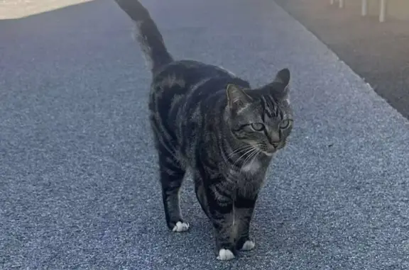 Animaux trouvés , photo: Chat tigré trouvé à Draguignan
