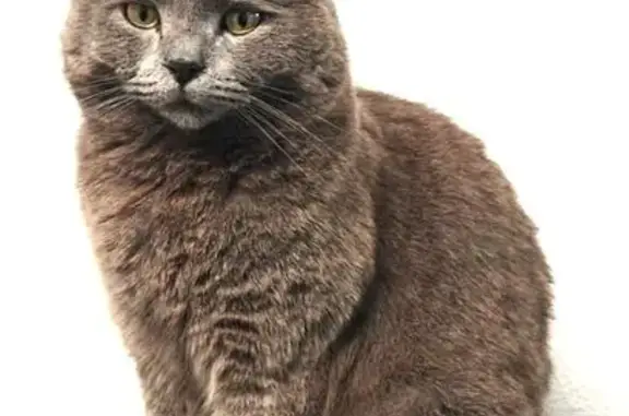 Animaux perdus , photo: Chat gris perdu à Verrières-de-Joux