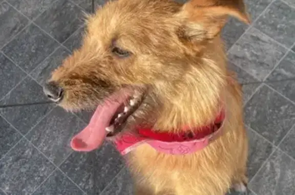 cachorro encontrada
