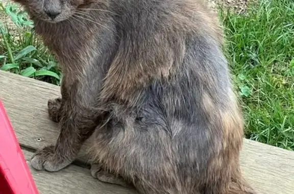 Animaux trouvés , photo: Chat mâle apeuré trouvé à Theix-Noyalo