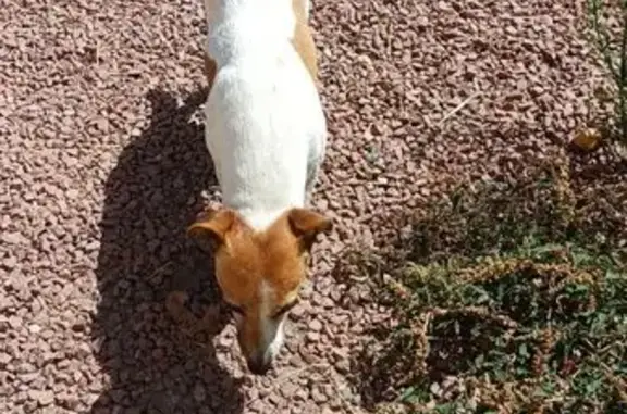 Animaux trouvés Varennes-sur-Loire, photo: Chienne trouvée à Varennes-sur-Loire