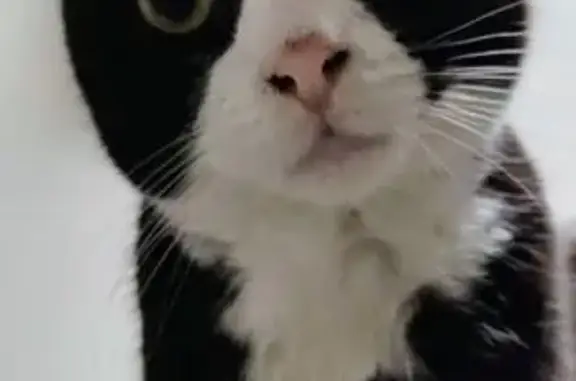 Animaux perdus , photo: Chat européen tuxedo perdu en Normandie
