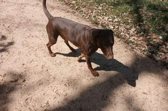 Animaux trouvés Beaumont, photo: Chien mâle Labrador marron trouvé à Beaumont