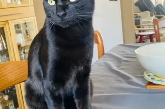 Chat noir sociable perdu à Eauze - photo