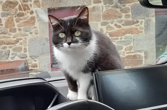 Rosi, chatte noire perdue à Langueux - photo