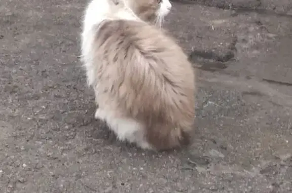 Зникла біло-сіра кішка на Моло...