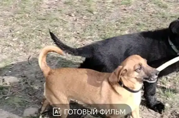 Зникла собака Сімка: особливі прикмети, Крюківщина