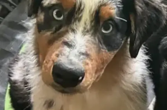 Missing dog Pleasant Prairie, photo: Lost Grey Merle Dog in Pleasant Prairie