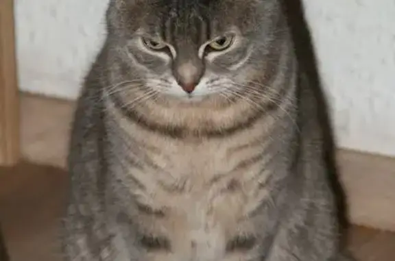 Chatte perdue Zoé, grise tigrée, Carcassonne - photo