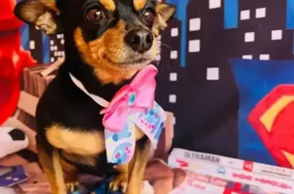 cachorro desaparecida