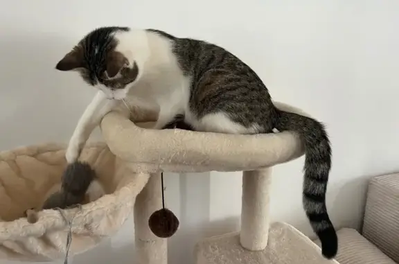 Animaux perdus , photo: Chatte perdue à Créteil : Mimi, pattes blanches