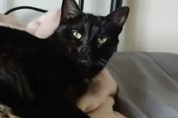 Gato Negro Perdido en Collado Mediano