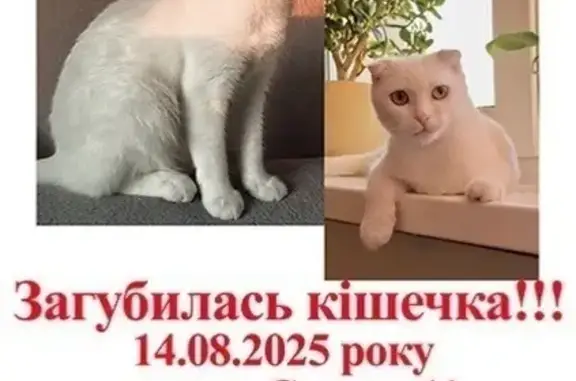 Зникла біла висловуха кішка, Васильків