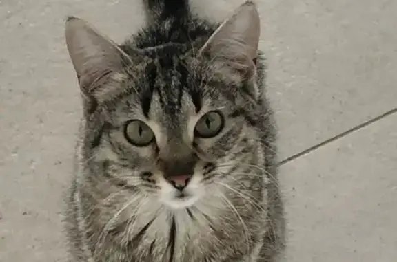 ¡Ayuda! Gata atigrada gris perdida en BCN
