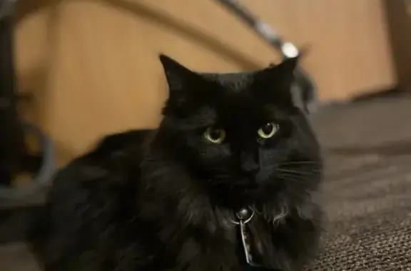 Lost Black Cat with Teal Star...