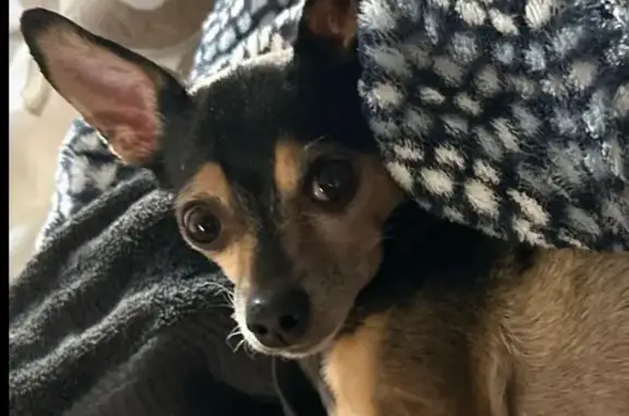 Lost Small Black & Tan Dog, Phoenix