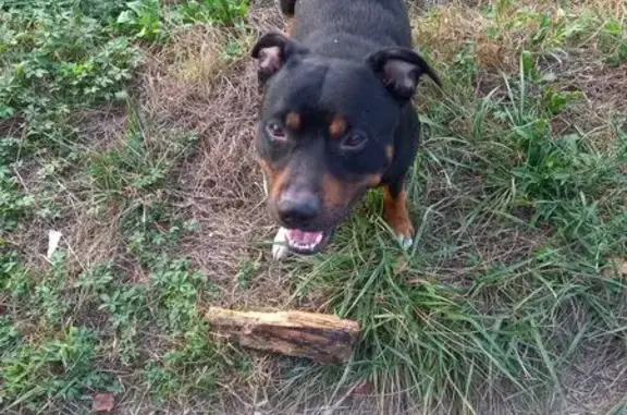 Chien trouvé Nouvelle-Aquitaine, photo: Chien mâle trouvé à Poey-de-Lescar