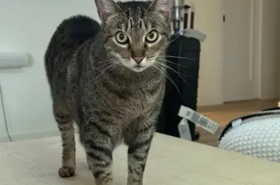 Lost 12-Year-Old Tabby: San Diego Area
