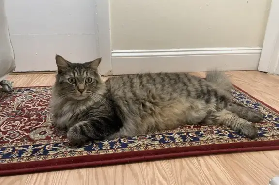 Lost Fluffy: Maine Coon on Quaker Dr