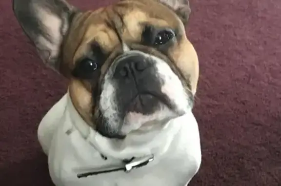 Lost Dog: Rocco, White & Brown, Vernon NJ